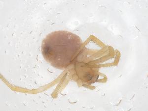  ( - CBG-B23727-G04)  @11 [ ] CreativeCommons - Attribution Share - Alike (2025) Centre for Biodiversity Genomics Centre for Biodiversity Genomics