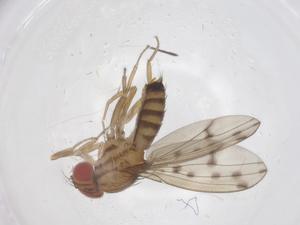  ( - CBG-B07648-F09)  @11 [ ] CreativeCommons - Attribution Share - Alike (2025) Centre for Biodiversity Genomics Centre for Biodiversity Genomics