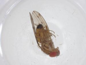  ( - CBG-B21107-E05)  @11 [ ] CreativeCommons - Attribution Share - Alike (2025) Centre for Biodiversity Genomics Centre for Biodiversity Genomics