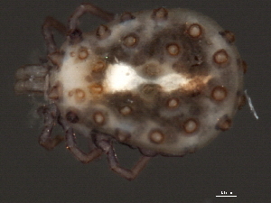  (Sperchonopsis sp0938A - CNC-IMS090038.005)  @14 [ ] CreativeCommons - Attribution (2010) CBG Photography Group Centre for Biodiversity Genomics