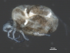  (Limnesia sp0950A - CNC-IMS090050.004)  @14 [ ] CreativeCommons - Attribution (2010) CBG Photography Group Centre for Biodiversity Genomics