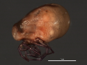  (Piona sp0955A - CNC-IMS090055.015)  @14 [ ] CreativeCommons - Attribution (2010) CBG Photography Group Centre for Biodiversity Genomics