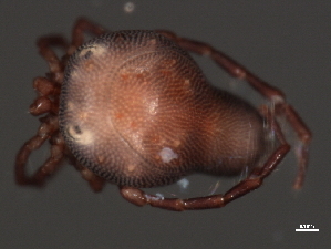  (Arrenurus sp0956D - CNC-IMS090056.021)  @14 [ ] CreativeCommons - Attribution (2010) CBG Photography Group Centre for Biodiversity Genomics