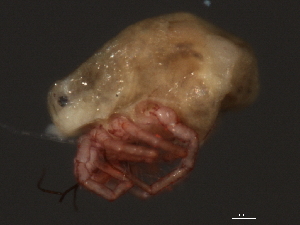  (Piona sp0962B - CNC-IMS090062-012)  @12 [ ] CreativeCommons - Attribution (2010) CBG Photography Group Centre for Biodiversity Genomics