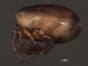  (Arrenurus sp0962A - CNC-IMS090062-019)  @13 [ ] CreativeCommons - Attribution (2010) CBG Photography Group Centre for Biodiversity Genomics