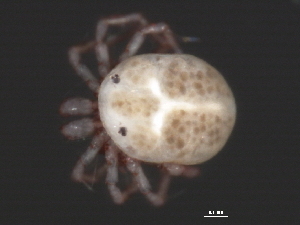  (Piona sp0963A - CNC-IMS090063.012)  @13 [ ] CreativeCommons - Attribution (2010) CBG Photography Group Centre for Biodiversity Genomics