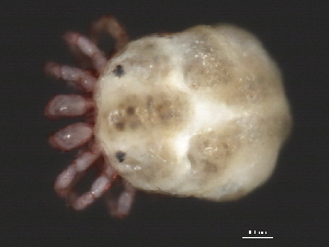  (Piona sp0963B - CNC-IMS090063.015)  @13 [ ] CreativeCommons - Attribution (2010) CBG Photography Group Centre for Biodiversity Genomics