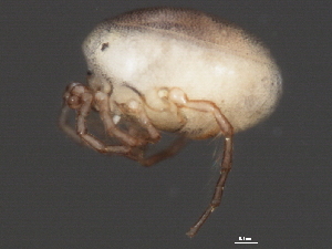  (Arrenurus sp0963E - CNC-IMS090063.035)  @14 [ ] CreativeCommons - Attribution (2010) CBG Photography Group Centre for Biodiversity Genomics