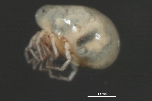 (Piona sp0933B - CNC-IMS090033.010)  @14 [ ] CreativeCommons - Attribution (2010) CBG Photography Group Centre for Biodiversity Genomics