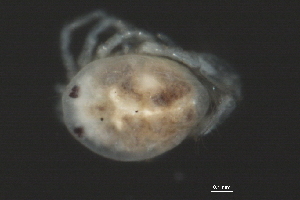  (Tiphys sp0933A - CNC-IMS090033.022)  @14 [ ] CreativeCommons - Attribution (2010) CBG Photography Group Centre for Biodiversity Genomics