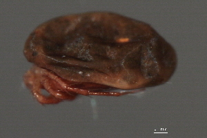  ( - CNC-IMS090035.008)  @13 [ ] CreativeCommons - Attribution (2010) CBG Photography Group Centre for Biodiversity Genomics