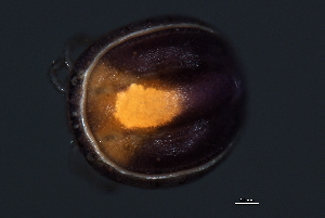  (Mideopsis sp0935A - CNC-IMS090035.027)  @13 [ ] CreativeCommons - Attribution (2010) CBG Photography Group Centre for Biodiversity Genomics