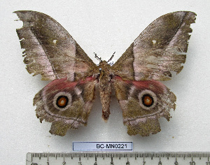  (Bunaeinae - BC-MN0221)  @11 [ ] CC-By (2025) Mike Newport Research collection of Mike Newport