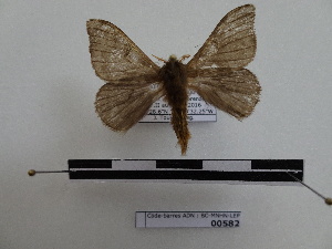  ( - BC-MNHN-LEP00582)  @11 [ ] Copyright (2019) Rodolphe Rougerie Museum national d'Histoire naturelle