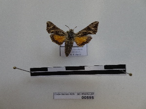  (Microsphinx pumilum - BC-MNHN-LEP00595)  @11 [ ] Copyright (2019) Rodolphe Rougerie Museum national d'Histoire naturelle