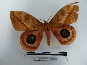  ( - BC-MNHN-LEP00609)  @11 [ ] Copyright (2019) Rodolphe Rougerie Museum national d'Histoire naturelle