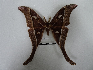  (Coscinocera anteus - BC-MNHN-LEP00628)  @11 [ ] Copyright (2019) Rodolphe Rougerie Museum national d'Histoire naturelle