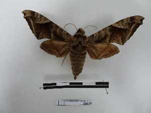  ( - BC-MNHN-LEP00678)  @11 [ ] Copyright (2019) Rodolphe Rougerie Museum national d'Histoire naturelle