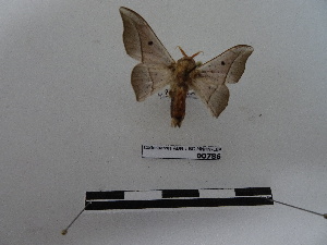 (Cicinnus acuta - BC-MNHN-LEP00786)  @11 [ ] Copyright (2019) Rodolphe Rougerie Museum national d'Histoire naturelle