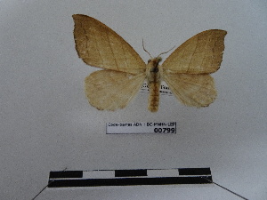  (Drepatelodes quadrilineata - BC-MNHN-LEP00799)  @11 [ ] Copyright (2019) Rodolphe Rougerie Museum national d'Histoire naturelle