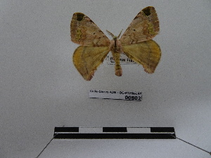  (Anticla flavaria - BC-MNHN-LEP00802)  @11 [ ] Copyright (2019) Rodolphe Rougerie Museum national d'Histoire naturelle