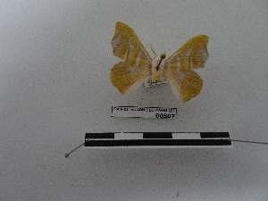  (Auroriana florianensis - BC-MNHN-LEP00807)  @11 [ ] Copyright (2019) Rodolphe Rougerie Museum national d'Histoire naturelle