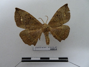  ( - BC-MNHN-LEP00814)  @11 [ ] Copyright (2019) Rodolphe Rougerie Museum national d'Histoire naturelle