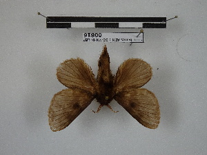  (Tolype nigripuncta - BC-MNHN-LEP00816)  @11 [ ] Copyright (2019) Rodolphe Rougerie Museum national d'Histoire naturelle