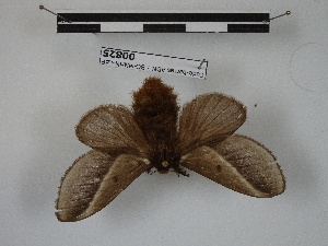  (Titya nr. noctilux - BC-MNHN-LEP00825)  @11 [ ] Copyright (2019) Rodolphe Rougerie Museum national d'Histoire naturelle