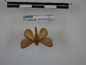  (Euglyphis iresca - BC-MNHN-LEP00843)  @11 [ ] Copyright (2019) Rodolphe Rougerie Museum national d'Histoire naturelle