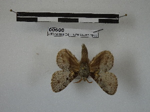  (Euglyphis praedicabilis - BC-MNHN-LEP00900)  @11 [ ] Copyright (2019) Rodolphe Rougerie Museum national d'Histoire naturelle