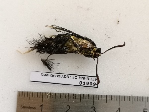  ( - BC-MNHN-LEP01909)  @11 [ ] CC-By (2022) Rodolphe Rougerie MNHN