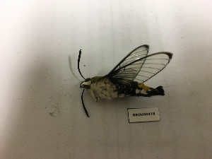  ( - RROU00478)  @12 [ ] Copyright (2017) Rodolphe Rougerie Museum national d'Histoire naturelle, Paris