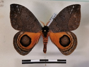  ( - BC-MNHN-Lep01072)  @11 [ ] Creative common (2021) Rodolphe Rougerie Museum national d'Histoire naturelle