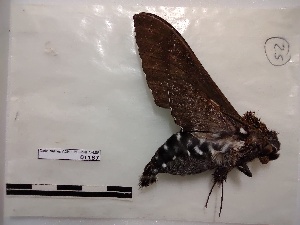  ( - BC-MNHN-LEP01187)  @12 [ ] creative common (2021) Rodolphe Rougerie Museum national d´Histoire naturelle, Paris