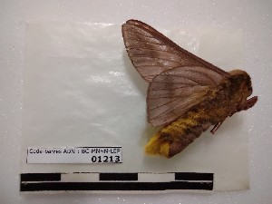  ( - BC-MNHN-LEP01213)  @11 [ ] creative common (2021) Rodolphe Rougerie Museum national d´Histoire naturelle, Paris
