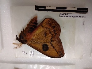  ( - BC-MNHN-LEP01246)  @11 [ ] creative common (2021) Rodolphe Rougerie Museum national d´Histoire naturelle, Paris