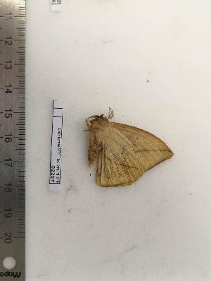  ( - BC-MNHN-LEP02297)  @11 [ ] CC-By (2017) Rodolphe Rougerie MNHN