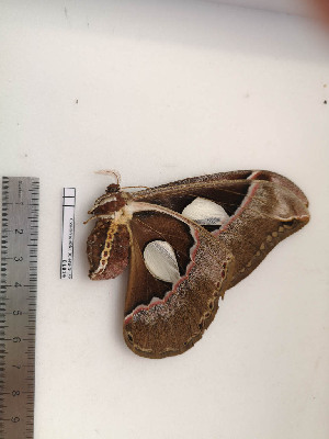  ( - BC-MNHN-LEP01819)  @11 [ ] CC-By (2017) Rodolphe Rougerie MNHN