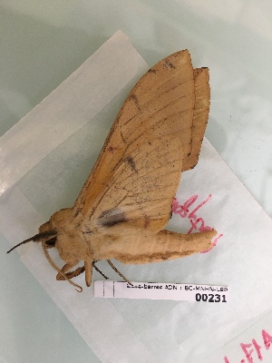  ( - BC-MNHN-LEP00231)  @11 [ ] CreativeCommons - Attribution (2018) Rodolphe Rougerie Museum national d'Histoire Naturelle, Paris