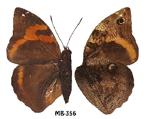  (Opsiphanes merianae - MB-0356)  @11 [ ] Copyright (2020) Patrick Blandin Museum national d'Histoire naturelle