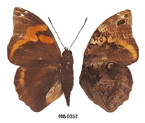  (Opsiphanes merianae - MB-0357)  @11 [ ] Copyright (2020) Patrick Blandin Museum national d'Histoire naturelle