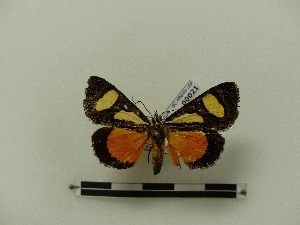 (Aegocera trimenii - BC-MNHN-LEP00021)  @13 [ ] CreativeCommons - Attribution (2018) Rodolphe Rougerie Museum national d'Histoire naturelle