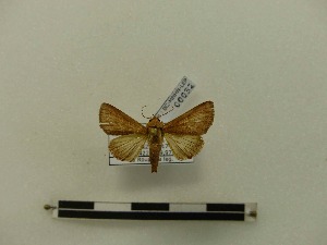  (Eutelia polychorda - BC-MNHN-LEP00032)  @12 [ ] CreativeCommons - Attribution (2018) Rodolphe Rougerie Museum national d'Histoire naturelle