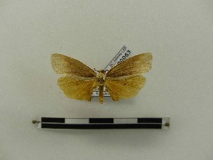  ( - BC-MNHN-LEP00063)  @11 [ ] CreativeCommons - Attribution (2018) Rodolphe Rougerie Museum national d'Histoire naturelle