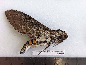  ( - BC-MNHN-LEP03188)  @11 [ ] CC-by (2023) Rodolphe Rougerie Museum national d'Histoire naturelle, Paris