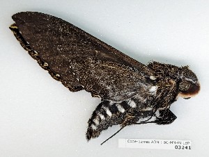  ( - BC-MNHN-LEP03241)  @11 [ ] CC-by (2023) Rodolphe Rougerie Museum national d'Histoire naturelle, Paris