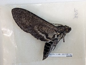  ( - BC-MNHN-LEP03245)  @11 [ ] CC-by (2023) Rodolphe Rougerie Museum national d'Histoire naturelle, Paris