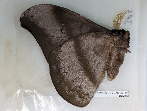  ( - BC-MNHN-LEP03249)  @11 [ ] CC-by (2023) Rodolphe Rougerie Museum national d'Histoire naturelle, Paris