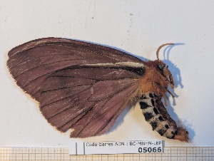  ( - BC-MNHN-LEP05066)  @11 [ ] CCby (2024) Rodolphe Rougerie Museum national d'Histoire naturelle, Paris